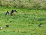 FZ022982 Red kite (Milvus milvus).jpg